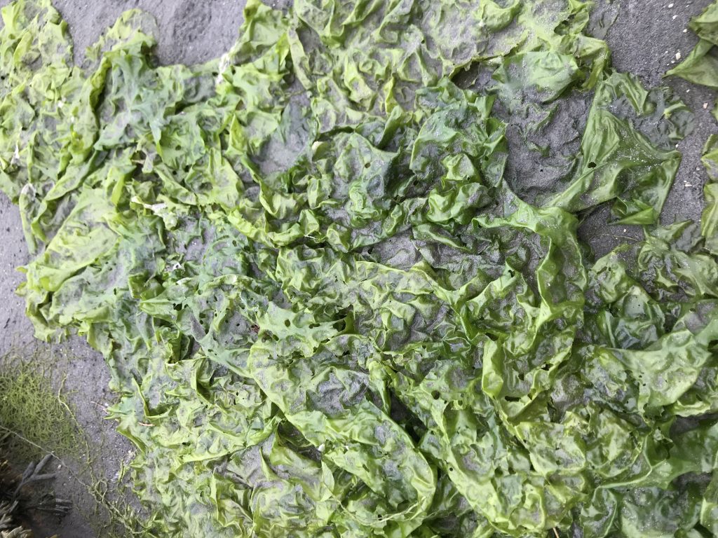 Sea lettuce. 