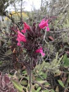 Hummingbird sage.