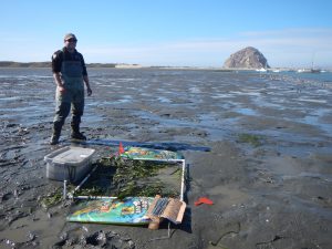 Tim Scully poses with his recently-planted eelgrass patch.