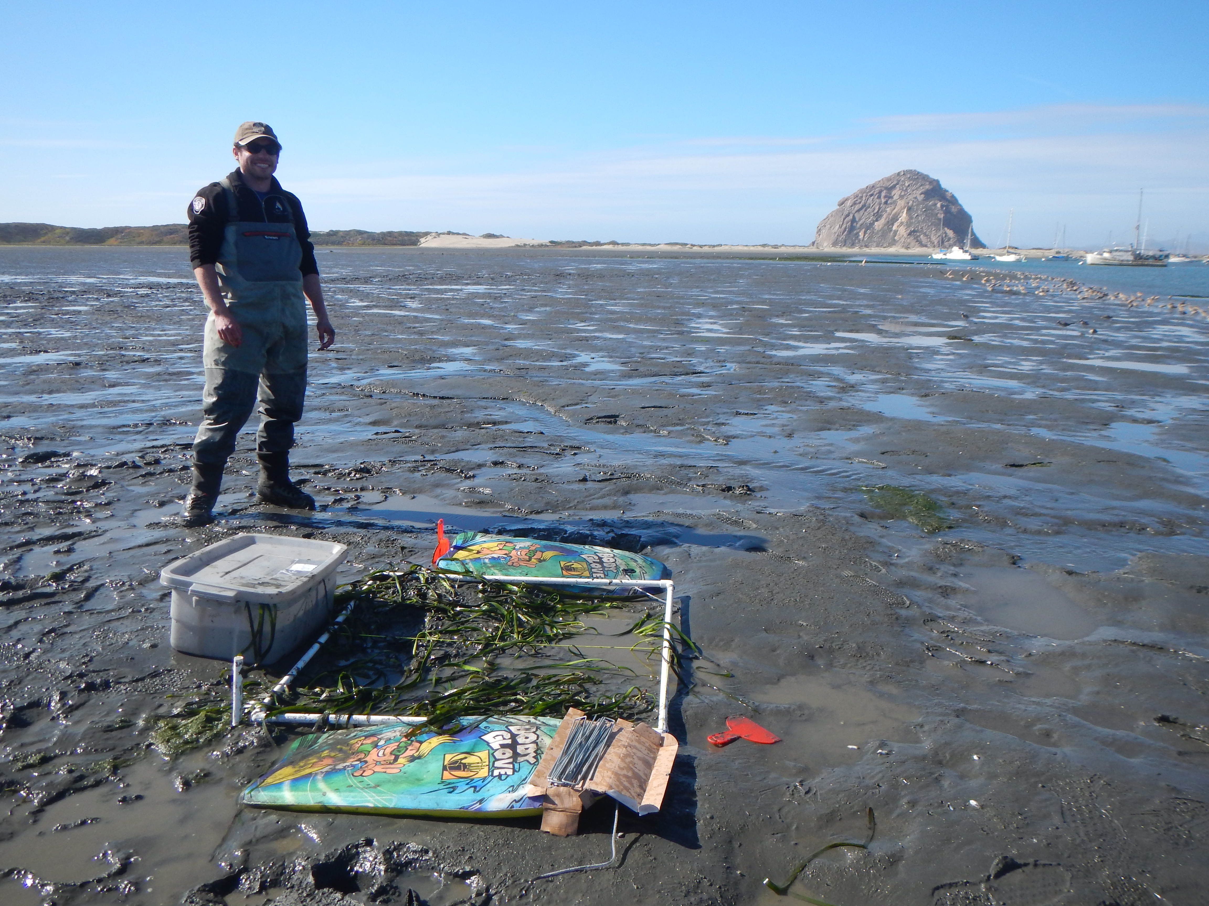 forhindre ramme Muldyr Tim Scully posing with his recently planted eelgrass quadrat - Morro Bay  National Estuary Program