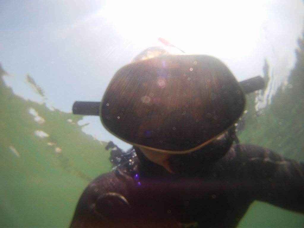 One of our staff members accidentally caught himself on camera while snorkeling to monitor the health of eelgrass beds.