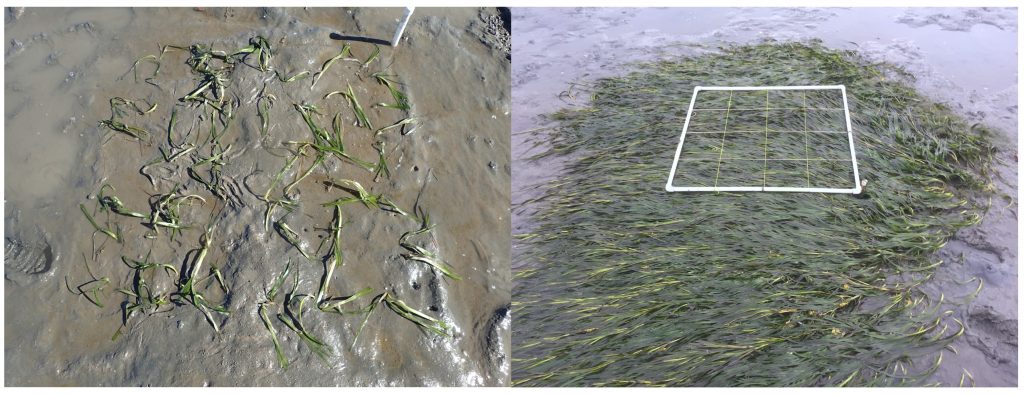 The photo on the left was taken right after we planted the plot in March, 2017. There are about 110 shoots in a one meter by one meter plot. The photograph on the right shows that plot in June, 2018. You can see how much the plot has expanded since we planted!