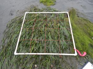 You can see that the eelgrass has expanded outside of the plot.