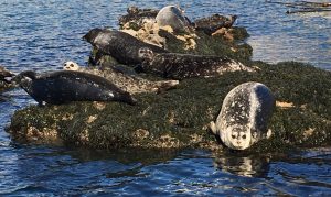 Harbor seals do not have ear flaps, while sea lions do. Harbor seals also have small front flippers, so they move on their bellies instead of propping themselves up as sea lions do.