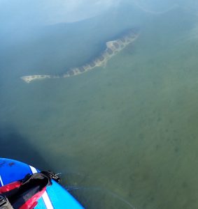 On days when Morro Bay is calm and the water is clear, you can see some amazing things near the bay bottom. This leopard shark swam by well below a staff member's board on one lucky day in the field.