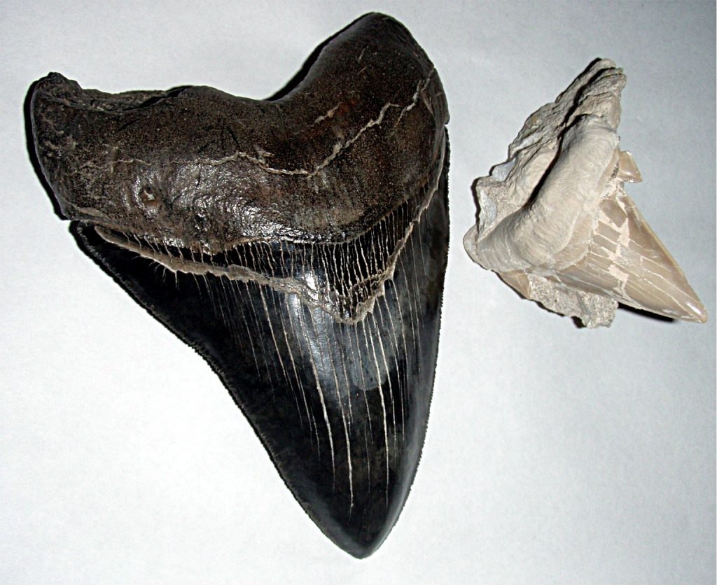 Megalodon shark tooth and great white shark tooth