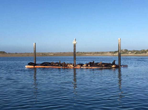 Sea lions took to the new dock right away.