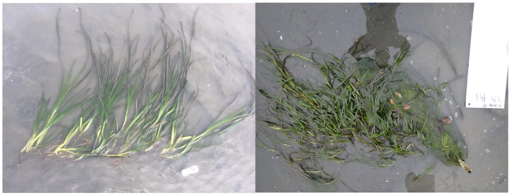 The photo on the left is right after the eelgrass planted. The photo on the right is three months later. The eelgrass has expanded past the rebar. 