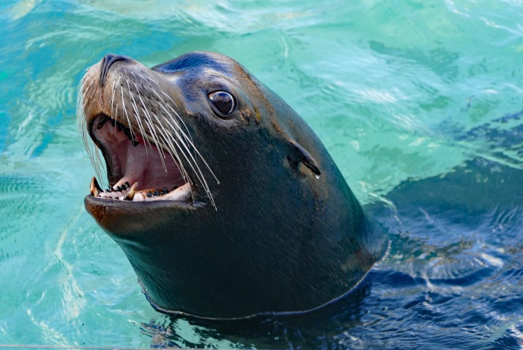 Sea lions' front teeth are short, but sharp. They use them to grip their prey. Photograph via Pixabay.