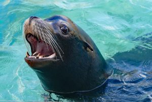 Sea lions' front teeth are short, but sharp. They use them to grip their prey. Photograph via Pixabay.