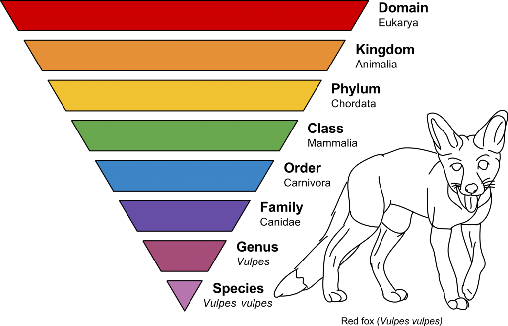 The diagram above shows how the red fox is classified and named based on its biological relationship with other organisms. This process of biological classification is called taxonomy. 