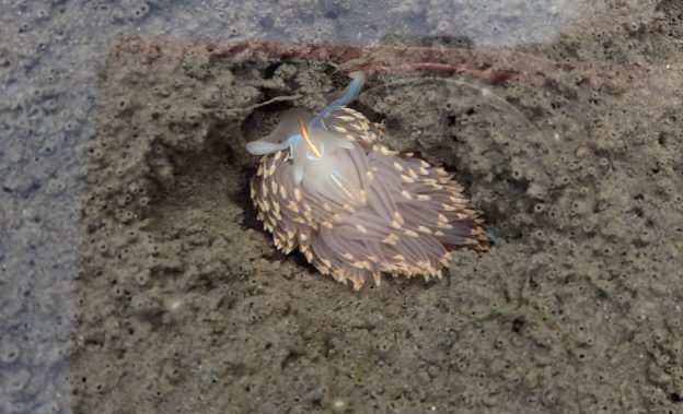 We commonly spot this nudibranch, Hermissenda crassicornis, in depressions along the mudflat.