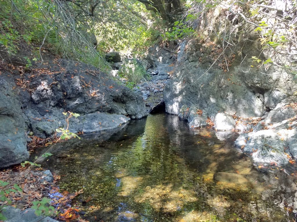 Vegetation lines the banks of Pennington Creek, helping to keep the water cool and well-oxygenated for fish and other wildlife.