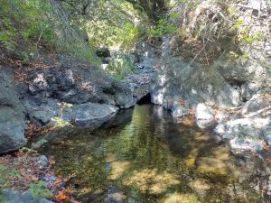 Vegetation lines the banks of Pennington Creek, helping to keep the water cool and well-oxygenated for fish and other wildlife.