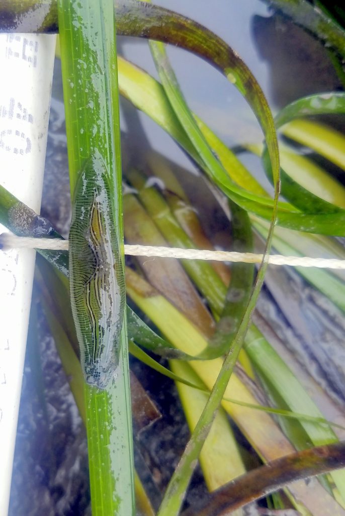 It's easy to miss this little slug. It's very similar in color to eelgrass and the same width as the blade.