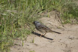 A white crowned sparrow stands at the break between open sand and vegetation.