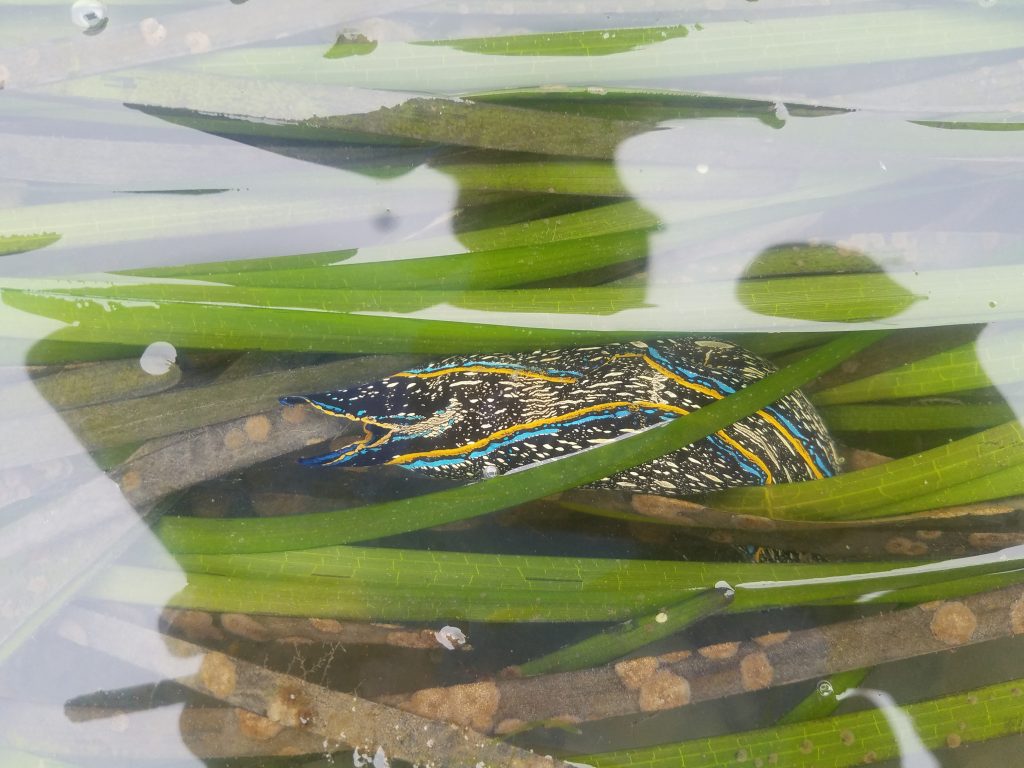 Navanax inermis is commonly spotted on the mudflat or in eelgrass beds of Morro Bay.