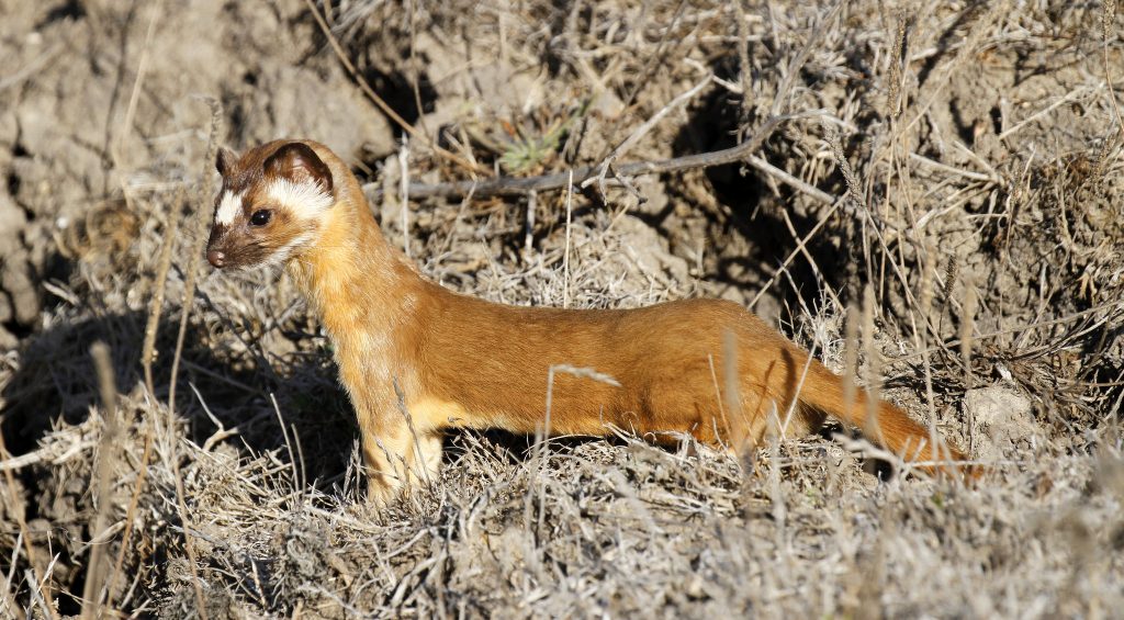 This is a long-tailed weasel, a closer relative to sea otters than either dogs or sea lions. Photograph courtesy of Robin Agarwal via Flickr Creative Commons License. 