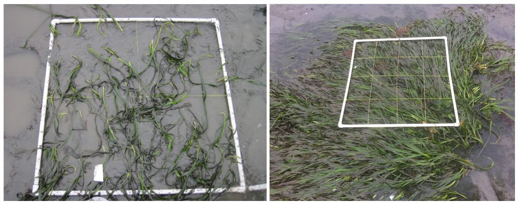 Transplant plot in the forebay. Planted in March 2018 (left) and photographed in August 2018 (right). 