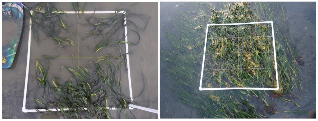 Transplant site in the midbay. All plots in the midbay are growing well. Plot was plot planted in March 2018 (left) and monitored again in August 2018, representing 6 months after planting.