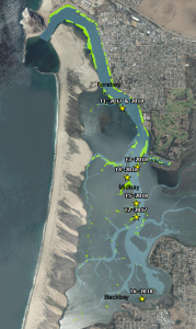 Map of eelgrass in Morro Bay showing transplant sites