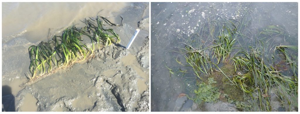 Rebar was used to anchor eelgrass (left photo). Six months after, eelgrass has expanded from the row of eelgrass planted (left photo).