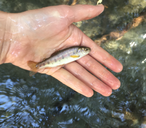 We observed this juvenile steelhead trout during a fish survey on Chorro Creek.