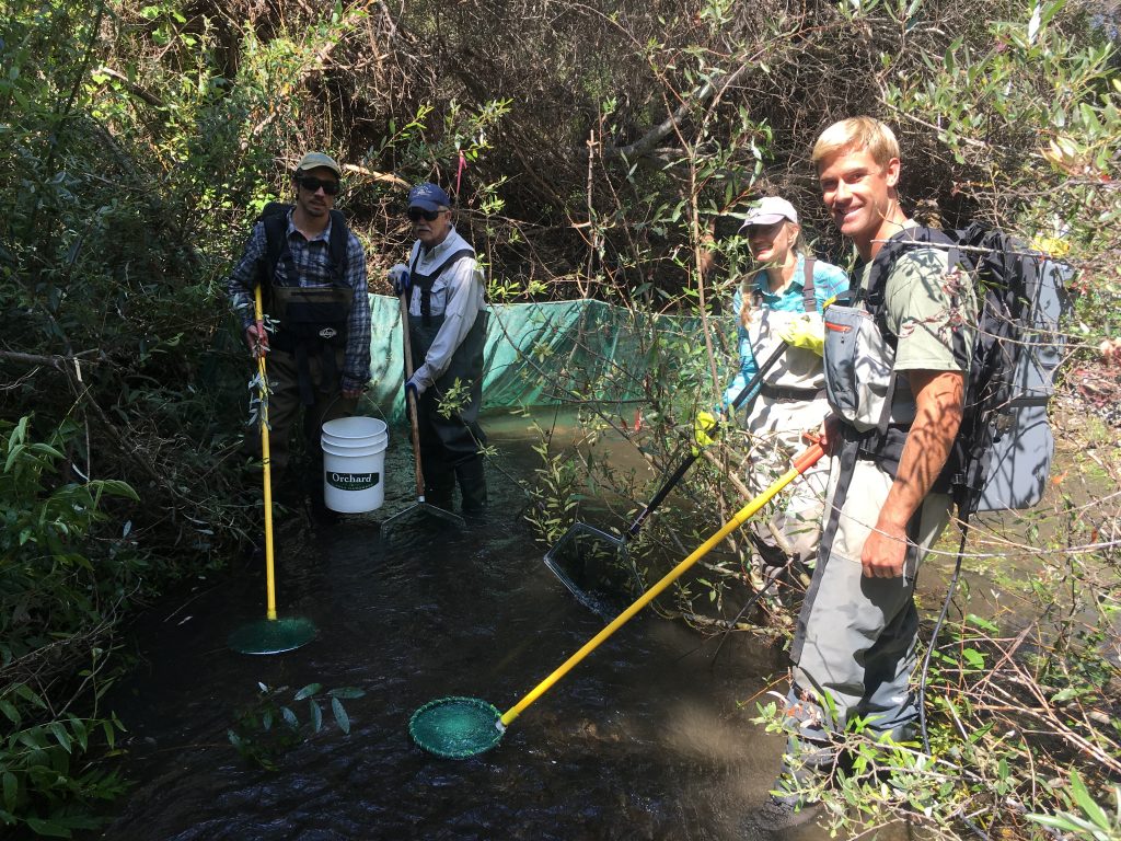 Electrofishing equipment is used capture and sample fish species in Chorro Creek. A big thank you to volunteers from the Santa Lucia Fly Fishers Club who assisted with the surveys.
