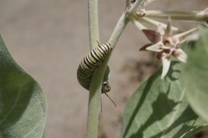 A monarch caterpillar, or larva, climbs up a Showy Milkweed (Asclepias speciosa). Photograph courtesy of Debbie Ballentine, via Flickr Creative Commons license.