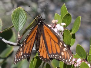 A monarch butterfly feeds on nectar from manzanita blooms. Photograph courtesy of JKehoe_Photos, via Flickr Creative Commons license.