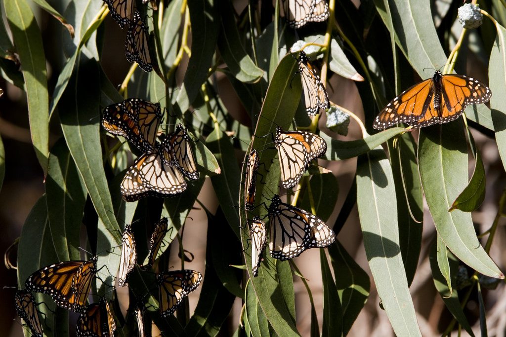 Monarch butterflies cluster on eucalyptus leaves in Sweet Springs Nature Preserve. Photograph courtesy of Michael "Mike" L. Baird, bairdphotos.com by Flickr Creative Commons license. 