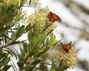 These monarchs were spotted in Montana de Oro State Park, just south of the Morro Bay watershed.