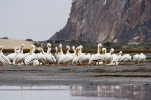 A group of white pelicans sits by Morro rock.