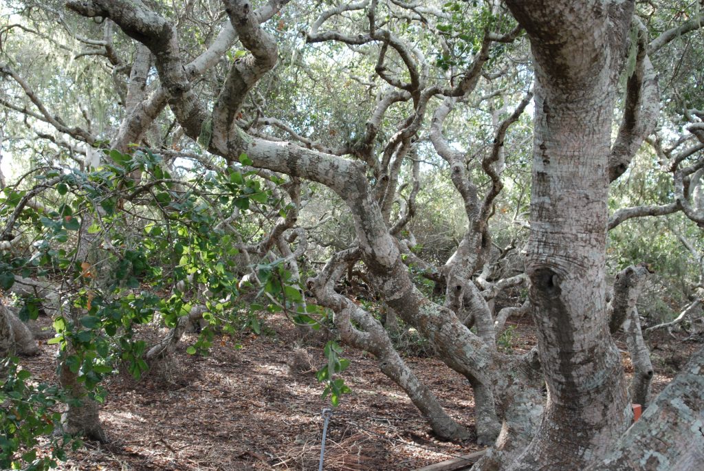 Pygmy oaks in the Elfin Forest