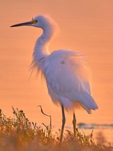 An egret stands on the edge of Morro Bay. Photograph courtesy of Gregory Siragusa, co-owner and photographer at Gallery at Marina Square.