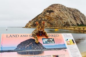 Rascal the cat, who lives and occasionally paddleboards with Jim and Mary Robinson of Morro Bay Stand Up Paddleboarding loves the bay, too. Rascal is especially fond of watching crabs!