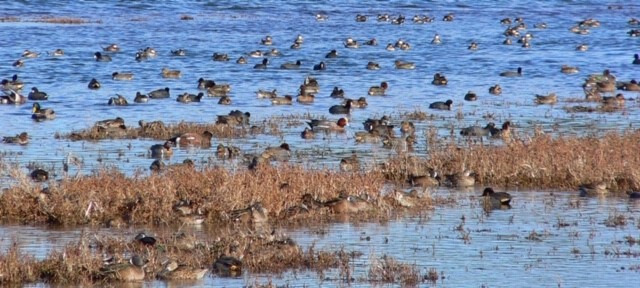 Migratory waterfowl float and feed on the Morro Bay estuary. Morro Bay is designated as an Important Bird Area because of the resources it offers.