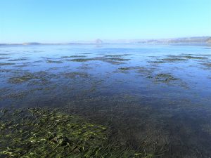 Here, you can see around 20 patches of eelgrass off of Mitchel Drive. These patches are from natural recruitment, meaning that they began growing there on their own from seeds or from eelgrass rhizomes. These patches are not ones that we planted.