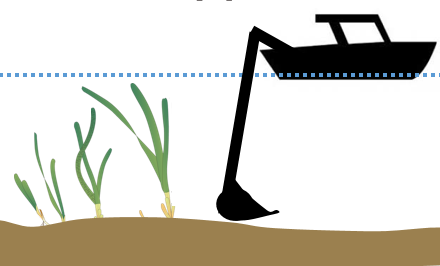 A dredge boat (not to scale) approaches an eelgrass bed.