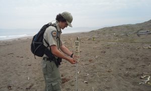 Seth Ontiveros, a snowy plover monitor at Morro Bay State Park, installs a new snowy plover educational sign on the symbolic fencing that lines nesting areas on the Morro Bay sandspit.