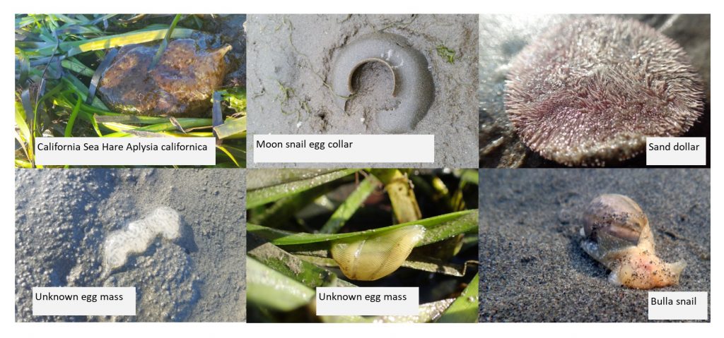 Here are some photos of animals we saw. Can you identify any of the unknown egg masses? If you can, please send us a message at staff at mbnep dot org with the subject line “Egg mass identification.”