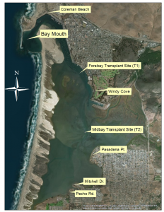 This map shows the seven sites at which I measured sediment texture in Morro Bay.