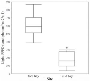 This box plot shows that eelgrass in the forebay likely receives much more light than eelgrass in the midbay.