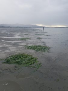 Caption: These patches are near the transect at State Park Marina.  Most of these patches are around one-meter byone-meter in size, and were not here when we surveyed this area last year.