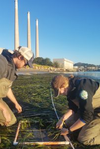 Watershed Stewards Program members Melia and Doug work on counting the number of eelgrass shoots within a 0.5m by 0.5m area.