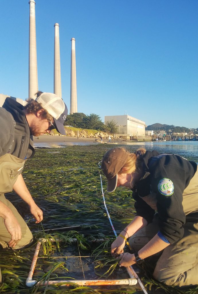 Watershed Stewards Program members Melia and Doug work on counting the number of eelgrass shoots within a 0.5m by 0.5m area.