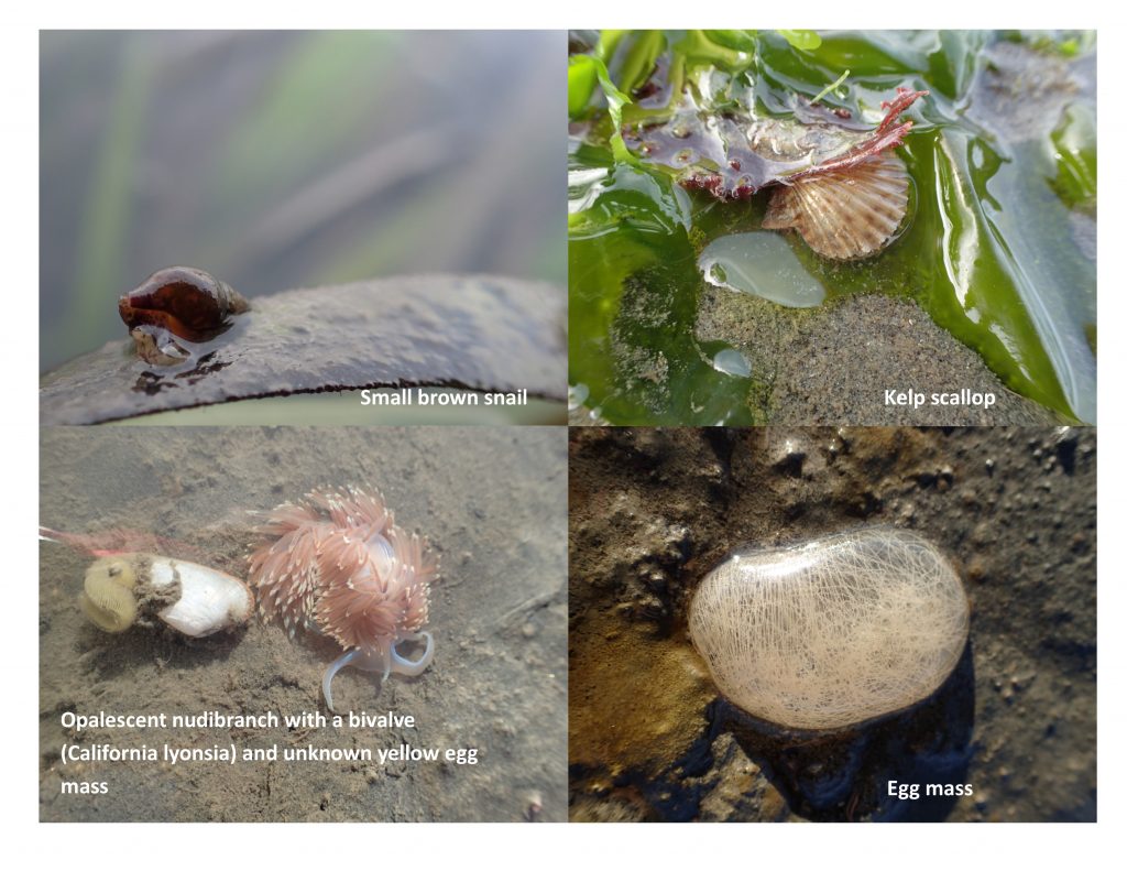 Here are some photos of animals we saw while monitoring eelgrass transects. Based on the photo in the top right, we are wondering if the yellow egg mass is that of the bivalve California lyonsia.