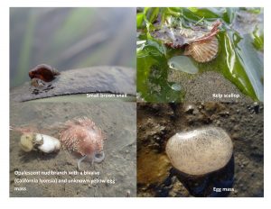Here are some photos of animals we saw. Based on the photo in the top right, we are wondering if the yellow egg mass is that of the bivalve California lyonsia.