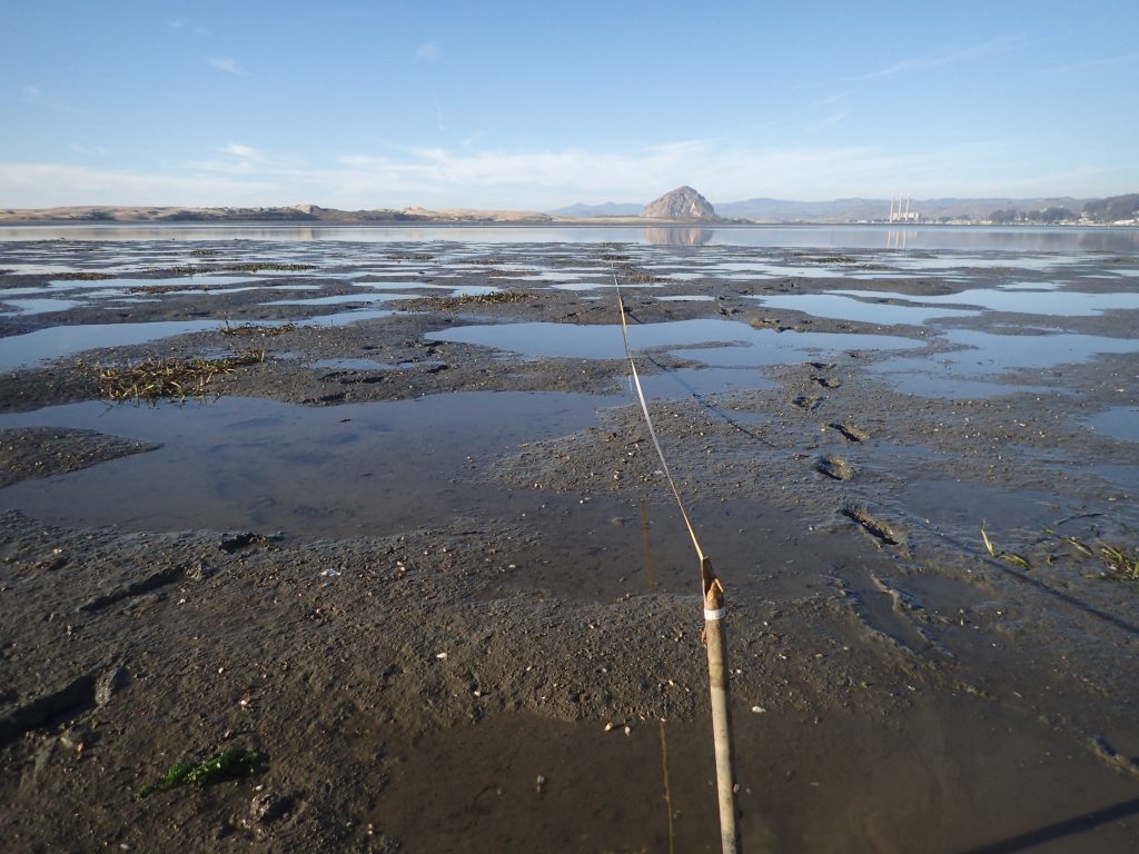 Small patches of eelgrass across from Pasadena Point in Los Osos.