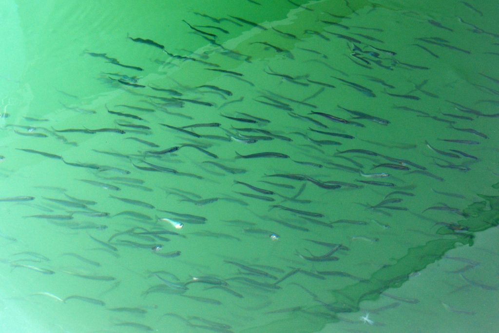 Bait fish swim near a dock and beneath a pier in Morro Bay. The reflection of the pier is visible on the waters surface.